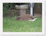Egels in de tuin 010 * 3648 x 2736 * (5.9MB)